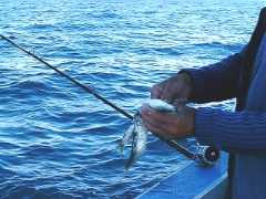 Bait
