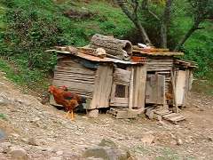 Chicken.